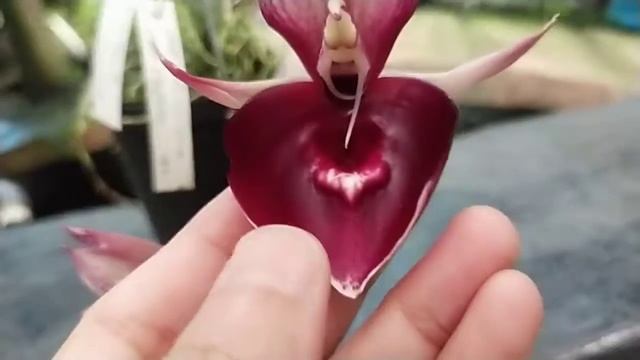 Catasetum Orchidglade 'Jack Of Diamond