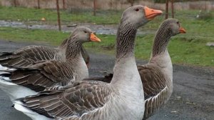 _Гусята_ кормление, содержание, температура в брудере. Чем кормить гусят_ Как вырастить гусят