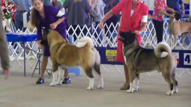 Tyler Texas Kennel Club - Akita Specials, Best of Breed смотреть онлайн