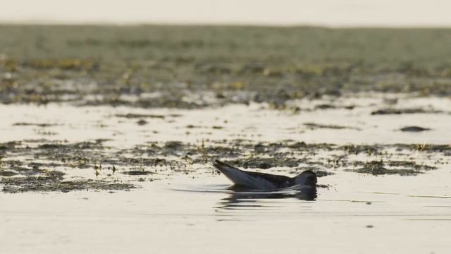 Red-necked Phalaropes Feeding смотреть онлайн