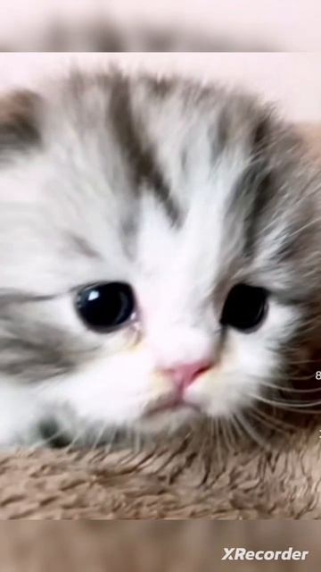 милый котик :)