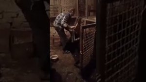 как в селе режут кабана