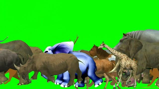 New Wild Animals Running Video | Animal Stampede Green Screen | 3d Animal Green Screen