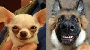 🐶 Смешные видео с собаками, снятые на камеру! 😂 Смешная подборка с собаками, постарайтесь не засме