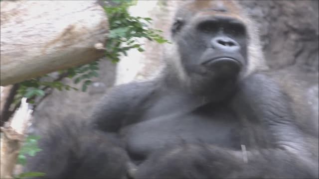 Гориллы смотреть онлайн