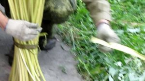 1_заготовка ивы