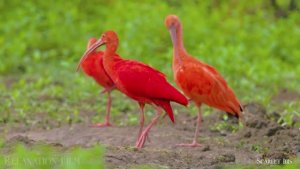 Животные Южной Америки 4K 60 кадров в секунду - Экзотическая дикая природа Релаксационный фильм Ultr