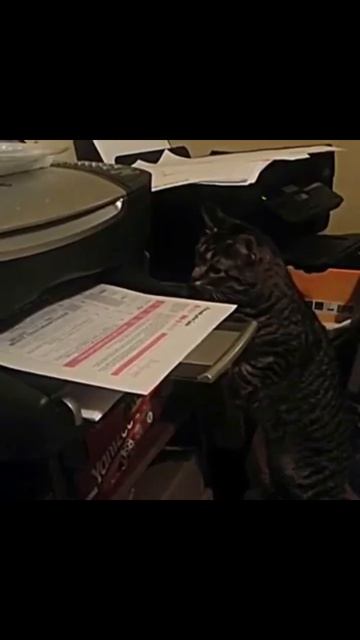 Кошки смотреть онлайн