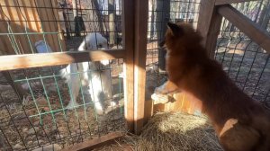 Лиса-Алиса. Разговоры лиса Игниса с Белым