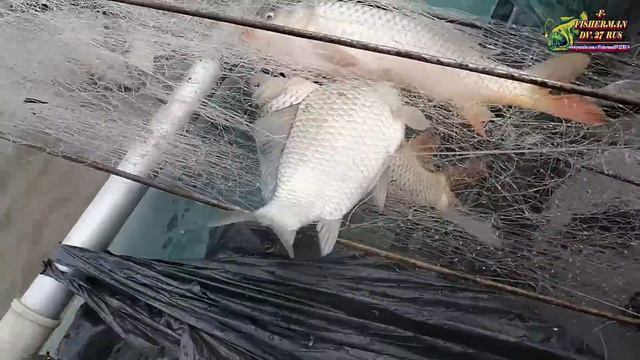 Рыбалка на хапугу хлопок, весна 2024 с лодки, рыбы много как в бочке с рыбой