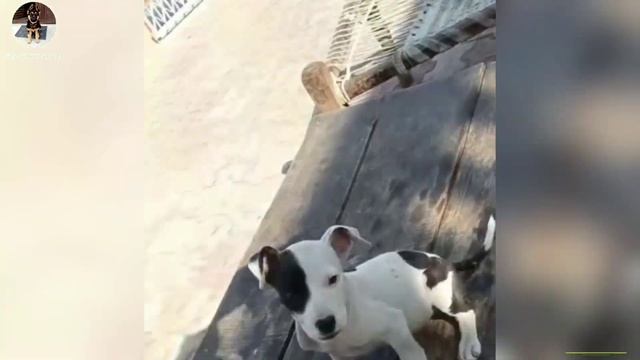 पैसे ही पैसे कमाओ || On heat pitbull || pitbull puppies || American bully puppies смотреть онлайн