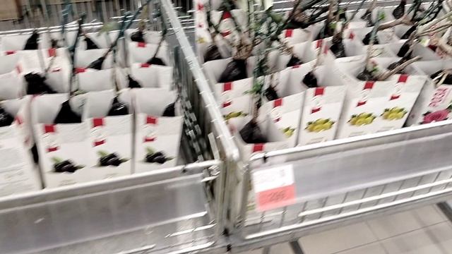 Саженцы растений в московском магазине РИО в марте 2025 смотреть онлайн