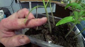 Секреты пикировки томатов