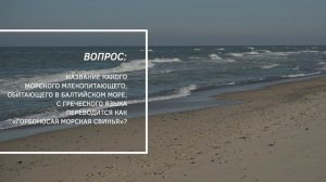День Балтийского моря