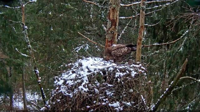 Suur-konnakotkas Clanga clanga Tonn provides snowy frog in nest 2020 04 14 смотреть онлайн