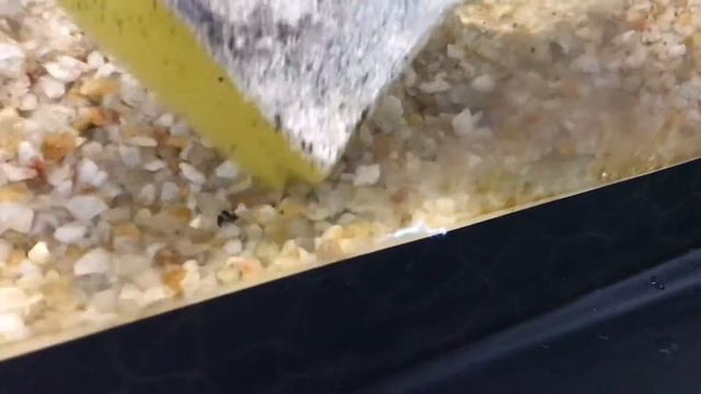 How to water change in an Aquarium смотреть онлайн