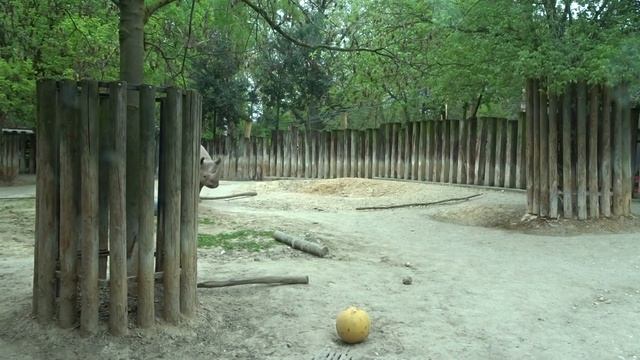 Eastern black rhinoceros, Kölner Zoo, Germany смотреть онлайн