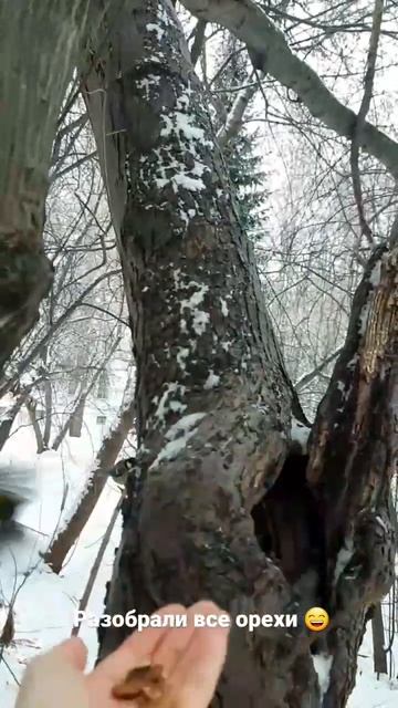 РАЗОБРАЛИ все ОРЕХИ -ГОЛОДНЫЕ белки! смотреть онлайн