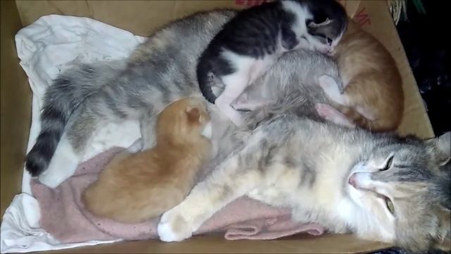 Котятам 13 дней. Кошка с котятами смотреть онлайн