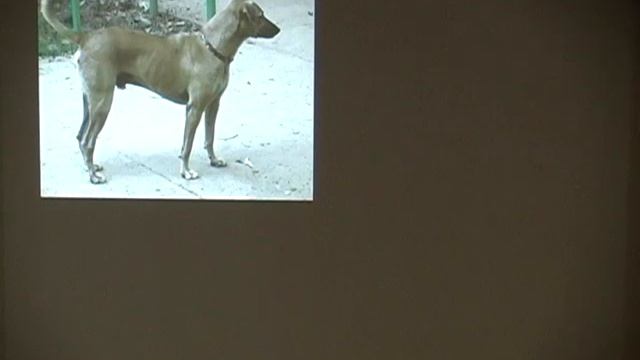 The Dogs of Lodi Gardens, part 3 of 6: A Marin Humane Society Brown Bag Talk смотреть онлайн