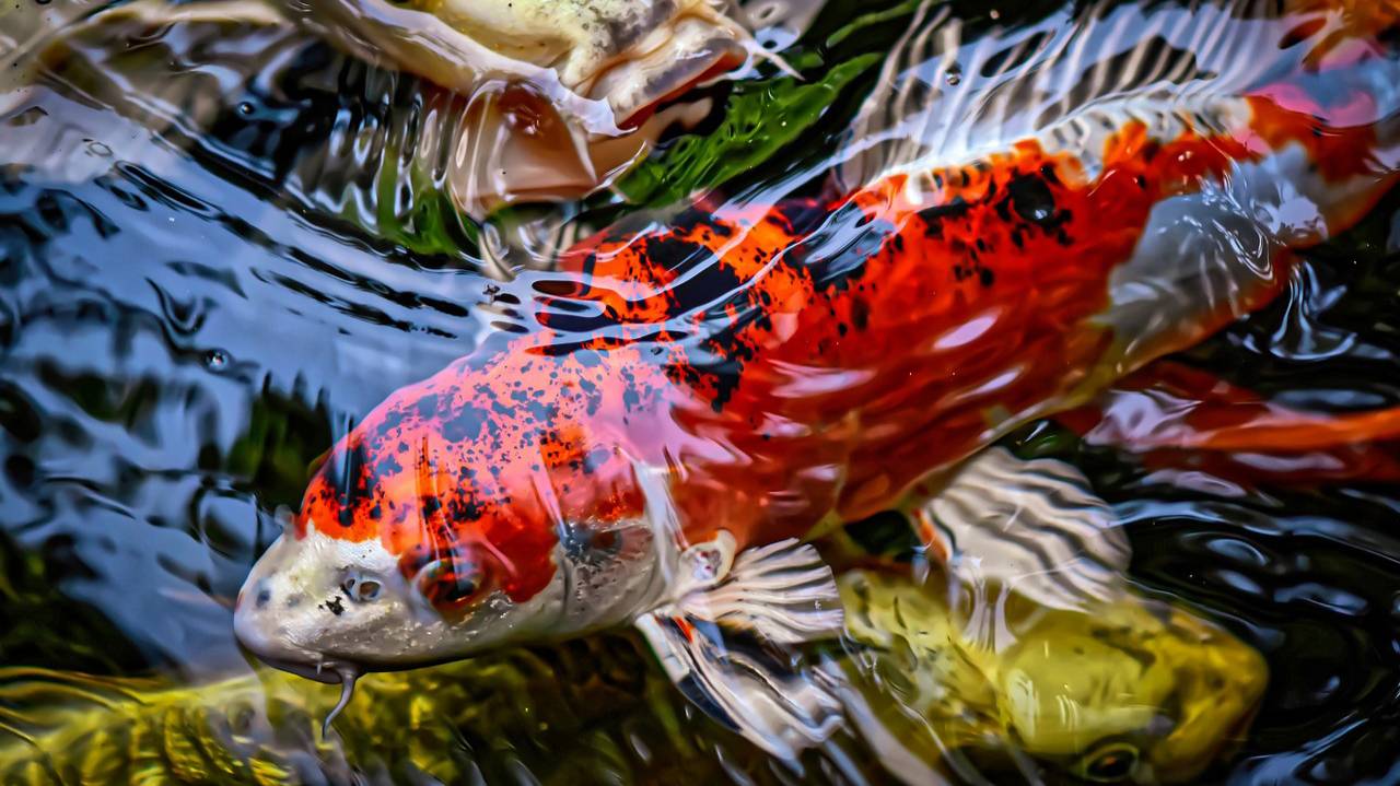 РР4 Озеро Медное, Ахтуба —буффало. Русская Рыбалка 4 (77 серия) смотреть онлайн