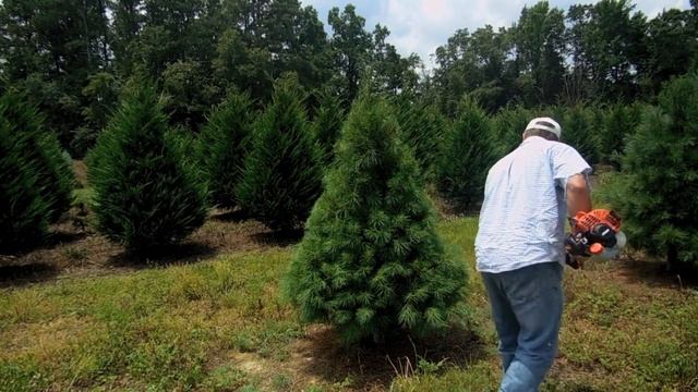 White Pine Pruning смотреть онлайн
