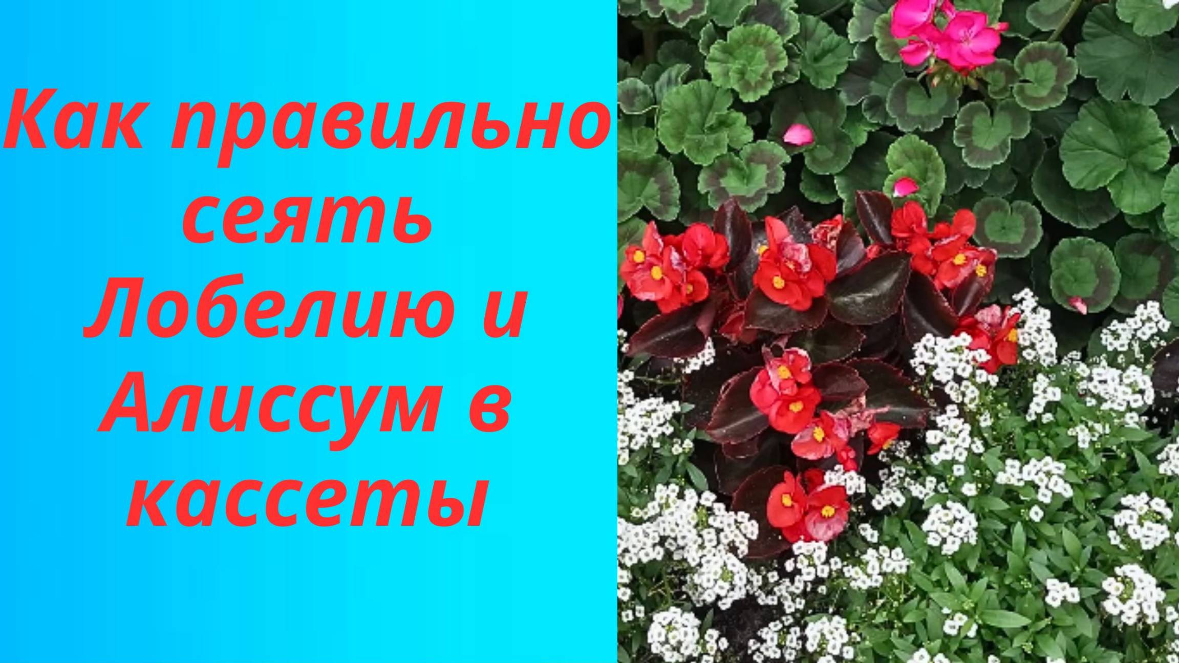 🌼🌿 Как посеять Лобелию и Алиссум: простые шаги смотреть онлайн