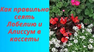 🌼🌿 Как посеять Лобелию и Алиссум: простые шаги