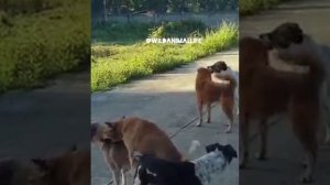 Angry Street Dogs Mating Season ❤️.