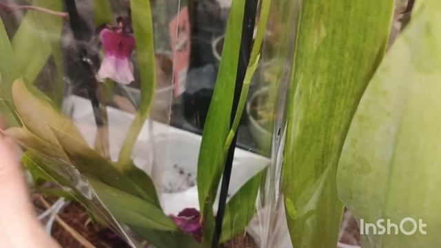 Орхидеи в Лемано/ Краснодар/21.03.25/ смотреть онлайн