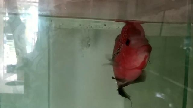 Kolathur flowerhorn shop review part-3 смотреть онлайн
