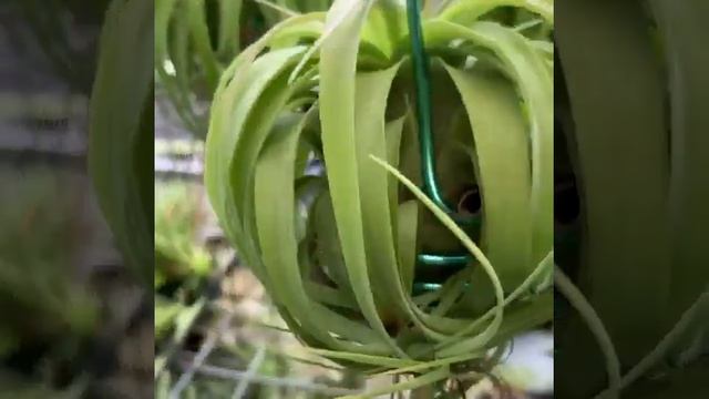 Tillandsia Eric Knobloch AirPlants смотреть онлайн