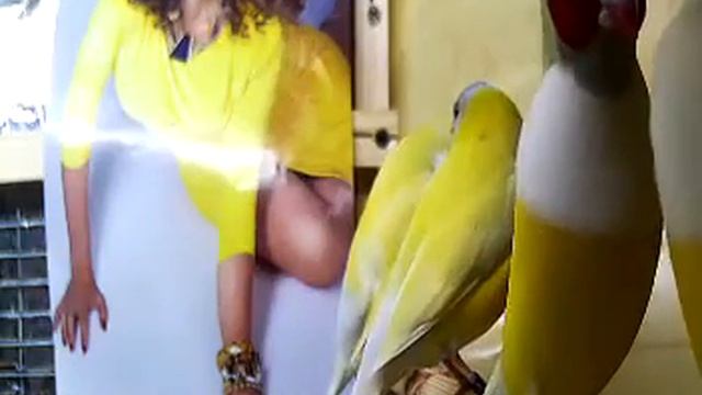 amadina Gulda смотреть онлайн