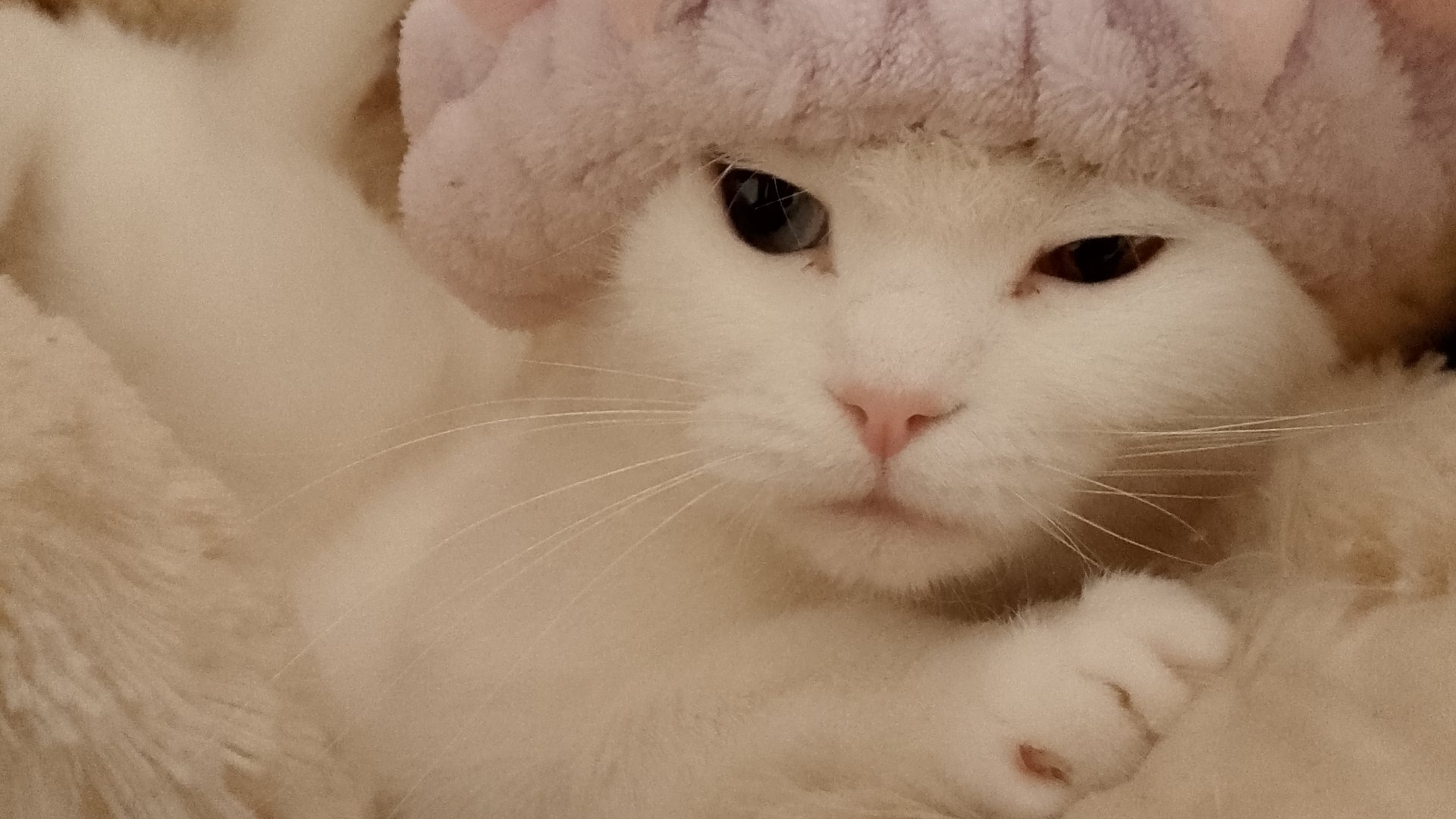 бандитка смотреть онлайн