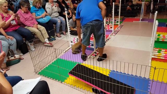 Who said bunnies aren't smart?