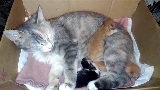 Котятам 3 дня. Кошка с котятами смотреть онлайн