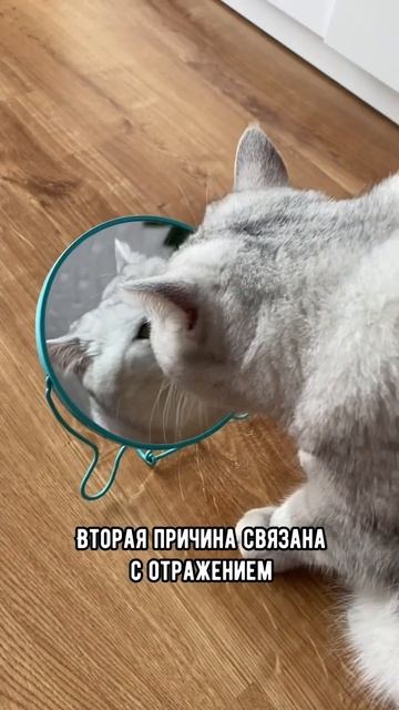 Почему кот царапает зеркало #коты #кошка #shorts