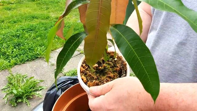 DIY HOW TO TRANSFER OUR MANGO TREE FROM SMALL POT TO BIG POT AND BONUS TRANSFER PALMTREE смотреть онлайн