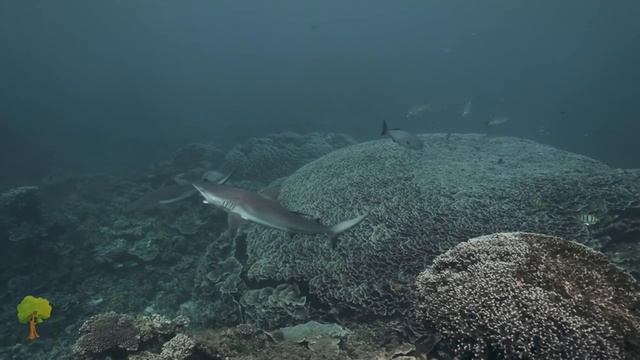 Подводный Мир — Underwater World (relax)