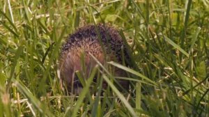 Образовательные видео для детей // Valynha