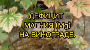 ДЕФИЦИТ МАГНИЯ НА ВИНОГРАДНИКЕ.