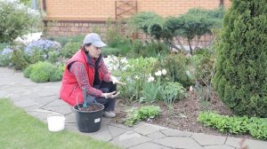 Примула Юлии I Сад Людмилы Кудасовой