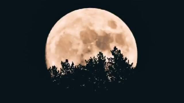 DOGMAN, BIGFOOT, WEREWOLF AND WILDMEN HISTORIC EXPERIENCES IN THE MEDIA PT. 1 смотреть онлайн
