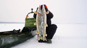 ТРОФЕИ ПОЙМАНЫ! ИКРЯНЫЕ ЩУКИ РВУТ ЖЕРЛИЦЫ / ЖИВЁМ НА ОЗЕРЕ часть 2