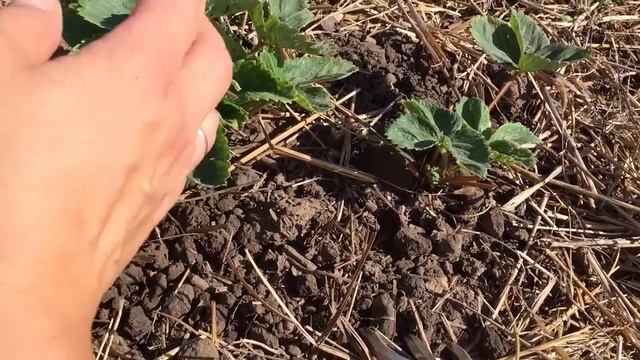 ПОДГОТАВЛИВАЕМ ГРЯДКУ С КЛУБНИКОЙ К ЗИМОВКЕ. смотреть онлайн