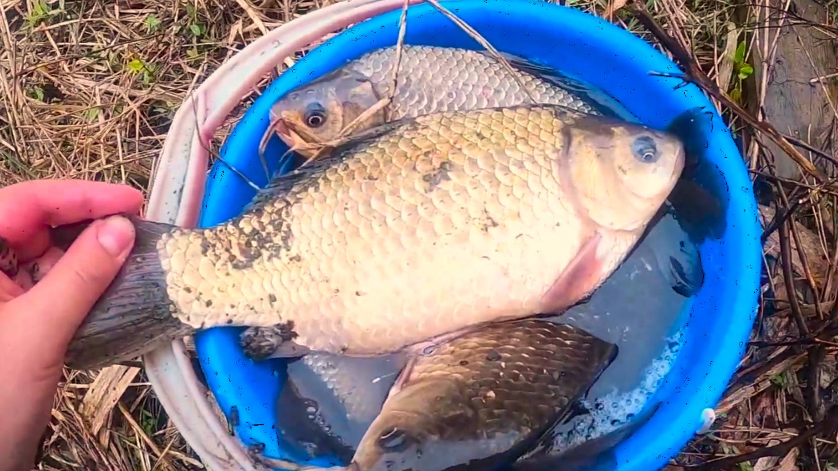 ОГРОМНЫЕ КАРАСИ С ВЕДРО В БОЛОТЕ! ЛОВЛЯ КРУПНОГО КАРАСЯ НА ДОНКИ. РЫБАЛКА НА КАРАСЯ В МАРТЕ. смотреть онлайн