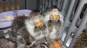 Боюсь ли я НУТРИЙ? Ждём весну как никогда! 07.03.25.