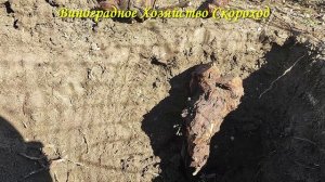 20 марта - выкорчевываю 35-летний куст