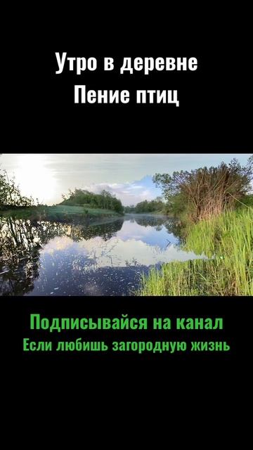 Пение птиц в деревне #shorts #деревня #птицы #река #отдых смотреть онлайн