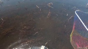 Охота на сазана - 2 CrossBow Fishing